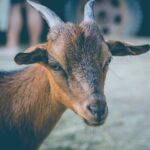 Photo Toggenburg goat grazing