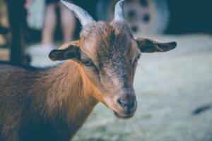 Photo Toggenburg goat grazing