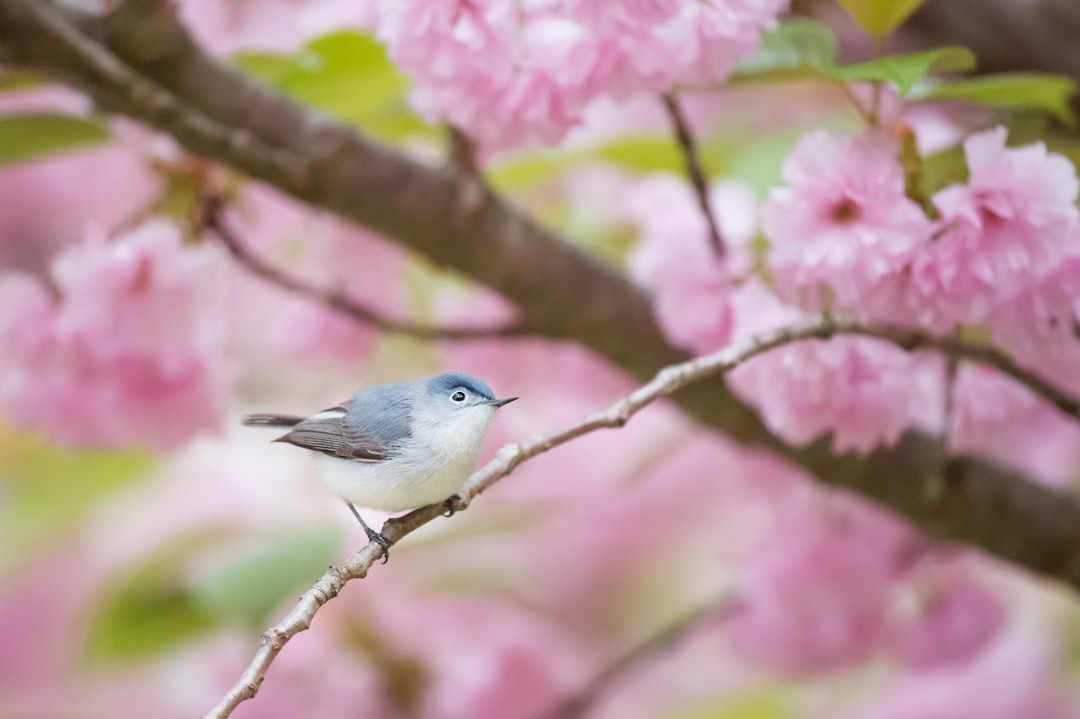 Photo Fiery bird