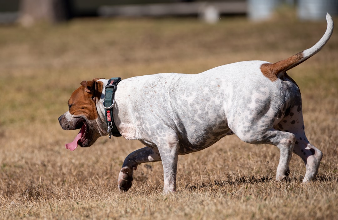 Photo Pitbull playing